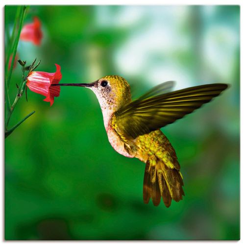 4055327233569 - Wandbild ARTLAND Kolibri Bilder Gr B H 40 cm x 40 cm Leinwandbild Vögel quadratisch 1 St grün Bild Poster Bilder als Alubild Leinwandbild Wandaufkleber oder in versch Größen