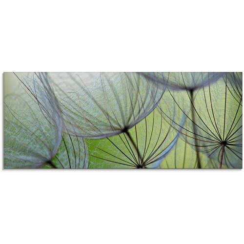 4055327046428 - Glasbild ARTLAND Pusteblumen-Samen II Bilder Gr B H 125 cm x 50 cm Glasbild Blumen 1 St grün Glasbilder in verschiedenen Größen 4055327046428 - Glasbild ARTLAND Pusteblumen-Samen II Bilder Gr B H 125 cm x 50 cm Glasbild Blumen 1 St grün Glasbilder in verschiedenen Größen