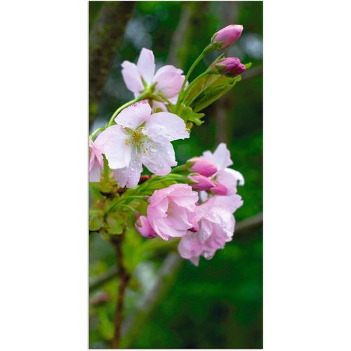 4059745486811 - Wandbild ARTLAND Zweig einer blühenden Zierkirsche Bilder Gr B H 30 cm x 60 cm Alu-Dibond-Druck Bäume 1 St pink Bild Kunstdruck Leinwandbild Kunstdrucke Bilder als Alubild Leinwandbild Wandaufkleber oder Poster in versch Größen