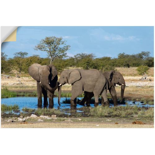 4062144766545 - Wandbild ARTLAND Afrikanischer Elefant EtoshaNationalpark Bilder Gr B H 90 cm x 60 cm Wandaufkleber - Vinyl Elefanten Bilder Querformat 1 St bunt Kunstdrucke als Alubild Leinwandbild Wandaufkleber oder Poster in versch Größen