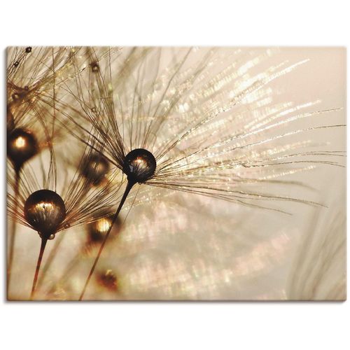 4057738025887 - Wandbild ARTLAND Pusteblume Goldener Tropfen Bilder Gr B H 60 cm x 45 cm Leinwandbild Blumen 1 St goldfarben Bild Kunstdruck Leinwandbild Kunstdrucke Bilder als Alubild Leinwandbild Wandaufkleber oder Poster in versch Größen