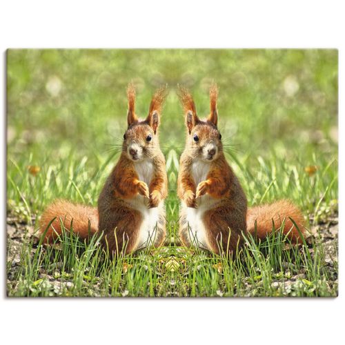 4059745551038 - Wandbild ARTLAND Rote Eichhörnchen Zwillinge Bilder Gr B H 60 cm x 45 cm Leinwandbild Wildtiere Querformat 1 St beige (naturfarben) Bild Poster Bilder als Alubild Leinwandbild Wandaufkleber oder in versch Größen