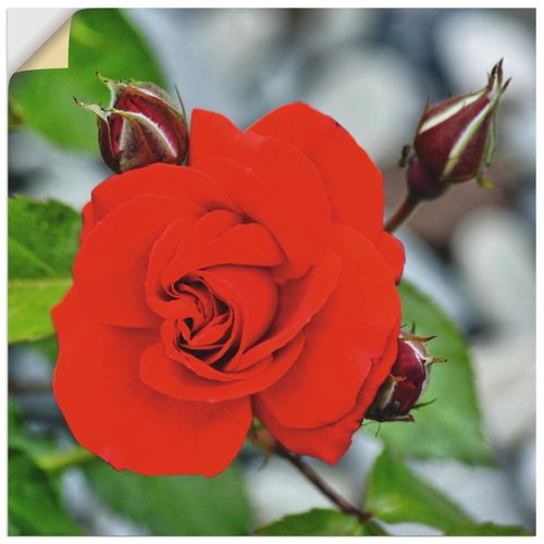 4059745550857 - Wandbild ARTLAND Rote Rosenblüte mit Knospen Bilder Gr B H 30 cm x 30 cm Wandaufkleber - Vinyl Blumen quadratisch 1 St rot Bild Poster Bilder als Alubild Leinwandbild Wandaufkleber oder in versch Größen 4059745550857 - Wandbild ARTLAND Rote Rosenblüte mit Knospen Bilder Gr B H 30 cm x 30 cm Wandaufkleber - Vinyl Blumen quadratisch 1 St rot Bild Poster Bilder als Alubild Leinwandbild Wandaufkleber oder in versch Größen