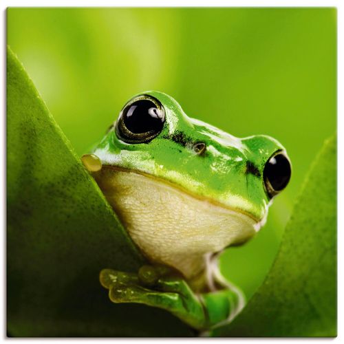 4055327254021 - Wandbild ARTLAND Ausspähender Frosch Bilder Gr B H 50 cm x 50 cm Leinwandbild Wassertiere quadratisch 1 St grün Bild Poster Bilder als Alubild Leinwandbild Wandaufkleber oder in versch Größen