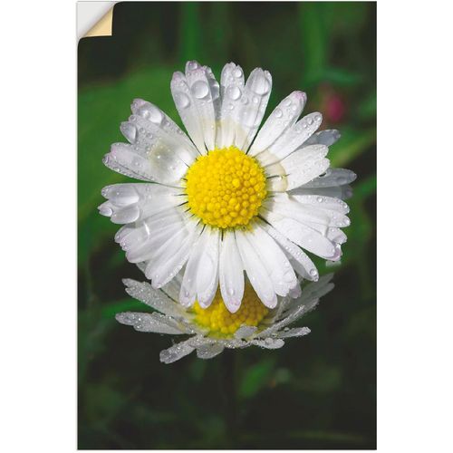 4059745467650 - Wandbild ARTLAND Gänseblümchen mit Tropfen Bilder Gr B H 20 cm x 30 cm Wandaufkleber - Vinyl Blumen 1 St bunt Bild Kunstdruck Kunstdrucke Bilder als Alubild Leinwandbild Wandaufkleber oder Poster in versch Größen 4059745467650 - Wandbild ARTLAND Gänseblümchen mit Tropfen Bilder Gr B H 20 cm x 30 cm Wandaufkleber - Vinyl Blumen 1 St bunt Bild Kunstdruck Kunstdrucke Bilder als Alubild Leinwandbild Wandaufkleber oder Poster in versch Größen