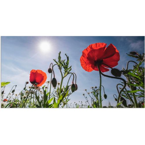 4062144095041 - Wandbild ARTLAND Mohnblumen im Frühling Bilder Gr B H 40 cm x 20 cm Alu-Dibond-Druck Blumenwiese 1 St rot Bild Kunstdruck Poster Bilder als Alubild Leinwandbild Wandaufkleber oder in versch Größen