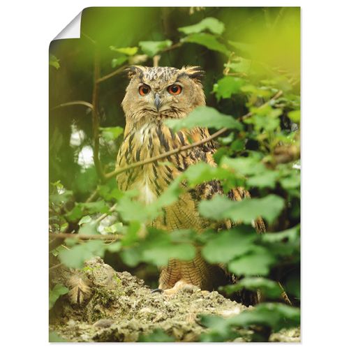 4058661461124 - Wandbild ARTLAND Vogel Uhu Bilder Gr B H 30 cm x 40 cm Poster Vögel Hochformat 1 St braun Bild Poster Bilder als Alubild Leinwandbild Wandaufkleber oder in versch Größen