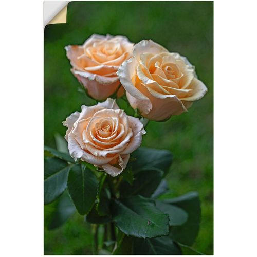 4062144757413 - Wandbild ARTLAND wunderschöne Rosen Bilder Gr B H 20 cm x 30 cm Wandaufkleber - Vinyl Blumenbilder Hochformat 1 St grün Kunstdrucke als Alubild Leinwandbild Wandaufkleber oder Poster in versch Größen 4062144757413 - Wandbild ARTLAND wunderschöne Rosen Bilder Gr B H 20 cm x 30 cm Wandaufkleber - Vinyl Blumenbilder Hochformat 1 St grün Kunstdrucke als Alubild Leinwandbild Wandaufkleber oder Poster in versch Größen