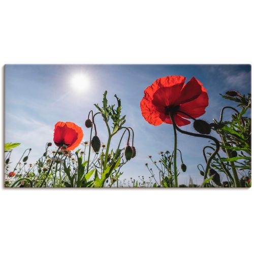 4062144095096 - Wandbild ARTLAND Mohnblumen im Frühling Bilder Gr B H 40 cm x 20 cm Leinwandbild Blumenwiese 1 St rot Bild Kunstdruck Poster Bilder als Alubild Leinwandbild Wandaufkleber oder in versch Größen 4062144095096 - Wandbild ARTLAND Mohnblumen im Frühling Bilder Gr B H 40 cm x 20 cm Leinwandbild Blumenwiese 1 St rot Bild Kunstdruck Poster Bilder als Alubild Leinwandbild Wandaufkleber oder in versch Größen