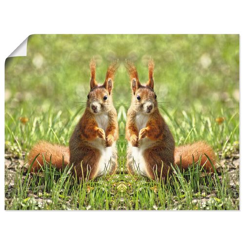 4059745551106 - Wandbild ARTLAND Rote Eichhörnchen Zwillinge Bilder Gr B H 60 cm x 45 cm Poster Wildtiere Querformat 1 St beige (naturfarben) Bild Poster Bilder als Alubild Leinwandbild Wandaufkleber oder in versch Größen 4059745551106 - Wandbild ARTLAND Rote Eichhörnchen Zwillinge Bilder Gr B H 60 cm x 45 cm Poster Wildtiere Querformat 1 St beige (naturfarben) Bild Poster Bilder als Alubild Leinwandbild Wandaufkleber oder in versch Größen