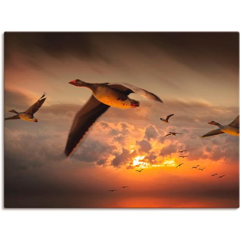 4055327619264 - Wandbild ARTLAND Der Flug der Wildgänse Bilder Gr B H 60 cm x 45 cm Leinwandbild Vögel 1 St orange Bild Kunstdruck Poster Bilder als Leinwandbild Wandaufkleber oder in versch Größen