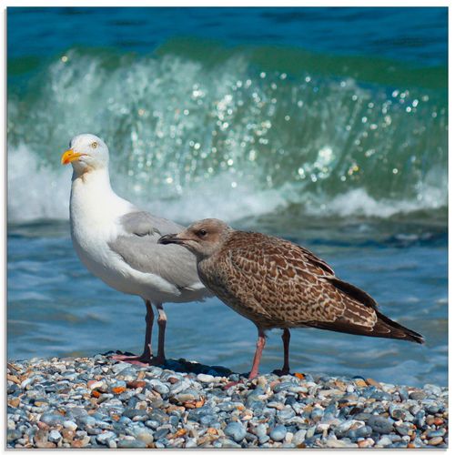 4058661106506 - Glasbild ARTLAND Möwen in der Meeresbrandung Bilder Gr B H 30 cm x 30 cm Glasbild Vögel quadratisch 1 St beige (naturfarben) Bild Glasbild Glasbilder Bilder in verschiedenen Größen