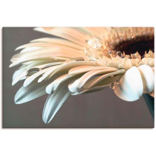 4058661101419 - Wandbild ARTLAND Blüte einer Gerbera Bilder Gr B H 60 cm x 40 cm Leinwandbild Blumen 1 St weiß Bild Kunstdruck Kunstdrucke Bilder als Alubild Leinwandbild Wandaufkleber oder Poster in versch Größen
