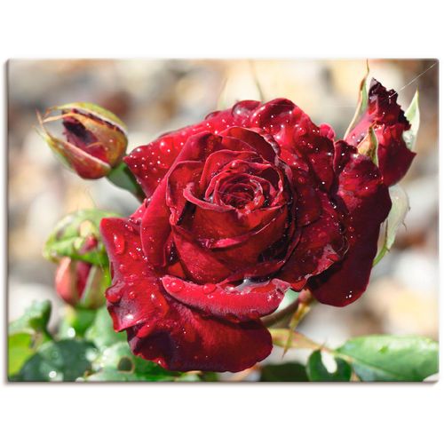 4055327205184 - Wandbild ARTLAND Tröpfchenrose Bilder Gr B H 40 cm x 30 cm Leinwandbild Blumen 1 St rot Bild Kunstdruck Leinwandbild Kunstdrucke Bilder als Leinwandbild Wandaufkleber oder Poster in versch Größen 4055327205184 - Wandbild ARTLAND Tröpfchenrose Bilder Gr B H 40 cm x 30 cm Leinwandbild Blumen 1 St rot Bild Kunstdruck Leinwandbild Kunstdrucke Bilder als Leinwandbild Wandaufkleber oder Poster in versch Größen