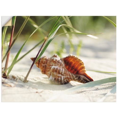 4057738714118 - Wandbild ARTLAND Große Muschel am Strand Bilder Gr B H 80 cm x 60 cm Wandaufkleber - Vinyl Wassertiere Querformat 1 St beige (naturfarben) Bild Leinwandbild Kunstdrucke Bilder als Leinwandbild Wandaufkleber oder Poster in versch Größen 4057738714118 - Wandbild ARTLAND Große Muschel am Strand Bilder Gr B H 80 cm x 60 cm Wandaufkleber - Vinyl Wassertiere Querformat 1 St beige (naturfarben) Bild Leinwandbild Kunstdrucke Bilder als Leinwandbild Wandaufkleber oder Poster in versch Größen