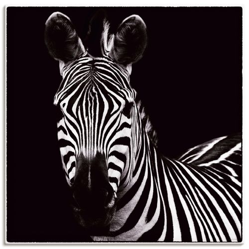 4055327717564 - Wandbild ARTLAND Zebra II Bilder Gr B H 30 cm x 30 cm Leinwandbild Wildtiere quadratisch 1 St schwarz Bild Poster Bilder als Leinwandbild Wandaufkleber oder in versch Größen