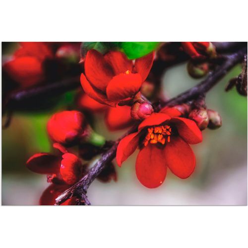 4062144034590 - Wandbild ARTLAND Quittenblüte II Bilder Gr B H 60 cm x 40 cm Alu-Dibond-Druck Blumen 1 St rot Bild Kunstdruck Kunstdrucke Bilder als Alubild Leinwandbild Wandaufkleber oder Poster in versch Größen
