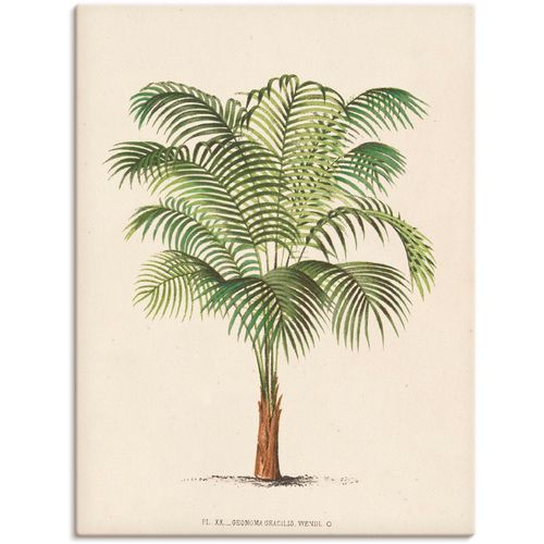 4058661398734 - Wandbild ARTLAND Palme II Bilder Gr B H 30 cm x 40 cm Leinwandbild Pflanzen Hochformat 1 St beige (naturfarben) Bild Poster Bilder als Alubild Leinwandbild Wandaufkleber oder in versch Größen