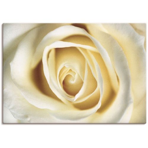 4055327163484 - Wandbild ARTLAND Weiße Rose Bilder Gr B H 70 cm x 50 cm Leinwandbild Blumen 1 St weiß Bild Poster Bilder als Alubild Leinwandbild Wandaufkleber oder in versch Größen