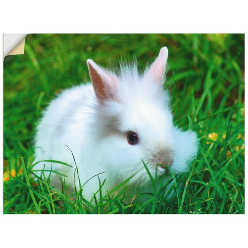 4062144722855 - Wandbild ARTLAND Weißes Zwergkaninchen Baby Bilder Gr B H 80 cm x 60 cm Wandaufkleber - Vinyl Wildtiere Querformat 1 St beige (naturfarben) Bild Poster Bilder als Alubild Leinwandbild Wandaufkleber oder in versch Größen