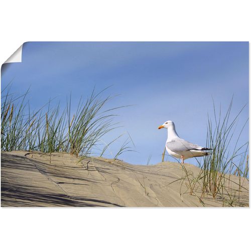 4059745488433 - Wandbild ARTLAND Möwe in Dünenlandschaft Bilder Gr B H 60 cm x 40 cm Poster Strand 1 St blau Bild Kunstdruck Poster Bilder als Alubild Leinwandbild Wandaufkleber oder in versch Größen 4059745488433 - Wandbild ARTLAND Möwe in Dünenlandschaft Bilder Gr B H 60 cm x 40 cm Poster Strand 1 St blau Bild Kunstdruck Poster Bilder als Alubild Leinwandbild Wandaufkleber oder in versch Größen