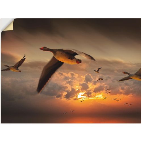 4057738560296 - Wandbild ARTLAND Der Flug der Wildgänse Bilder Gr B H 80 cm x 60 cm Wandaufkleber - Vinyl Vögel 1 St orange Bild Kunstdruck Poster Bilder als Leinwandbild Wandaufkleber oder in versch Größen