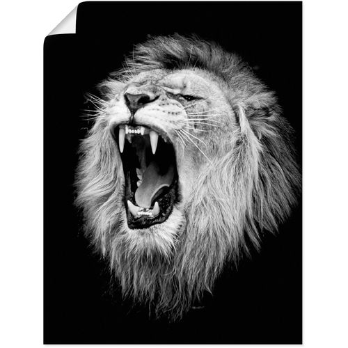 4062144626825 - Wandbild ARTLAND Der Löwe Bilder Gr B H 30 cm x 40 cm Poster Wildtiere Hochformat 1 St schwarz Kunstdrucke als Alubild Leinwandbild Wandaufkleber oder Poster in versch Größen