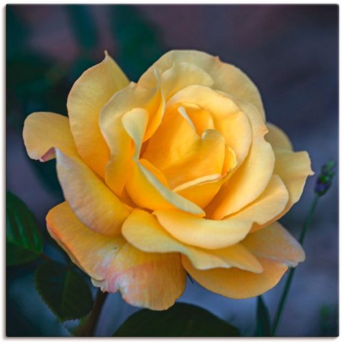 4062144097823 - Wandbild ARTLAND Gelbe Rose Bilder Gr B H 30 cm x 30 cm Leinwandbild Blumen 1 St gelb Bild Kunstdruck Metallbild Metallbilder Bilder als Alubild Leinwandbild Wandaufkleber oder Poster in versch Größen