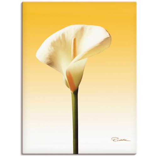 4055327288071 - Wandbild ARTLAND Sonnenschein Calla II Bilder Gr B H 60 cm x 80 cm Leinwandbild Blumenbilder Hochformat 1 St gelb Kunstdrucke als Alubild Leinwandbild Wandaufkleber oder Poster in versch Größen 4055327288071 - Wandbild ARTLAND Sonnenschein Calla II Bilder Gr B H 60 cm x 80 cm Leinwandbild Blumenbilder Hochformat 1 St gelb Kunstdrucke als Alubild Leinwandbild Wandaufkleber oder Poster in versch Größen