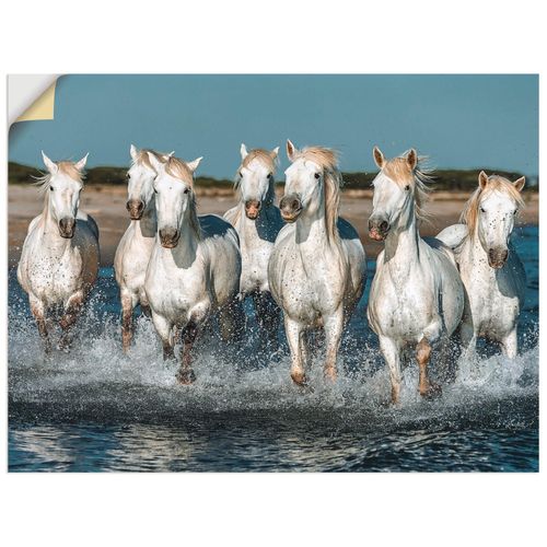 4057738319542 - Wandbild ARTLAND Camargue Pferde galoppieren am Strand Bilder Gr B H 60 cm x 45 cm Wandaufkleber - Vinyl Haustiere Querformat 1 St weiß Bild Poster Bilder als Alubild Leinwandbild Wandaufkleber oder in versch Größen