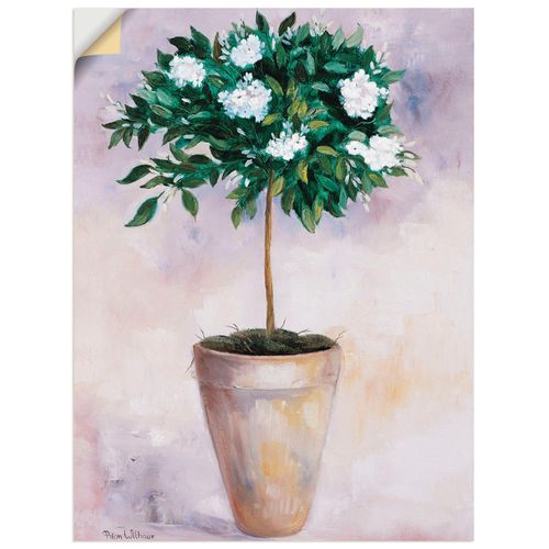 4062144385883 - Wandbild ARTLAND Winterjasmin Bilder Gr B H 60 cm x 80 cm Wandaufkleber - Vinyl Pflanzen Hochformat 1 St weiß Bild Leinwandbild Kunstdrucke Bilder als Leinwandbild Wandaufkleber oder Poster in versch Größen