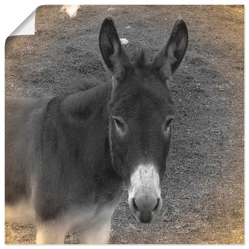 4059745461474 - Wandbild ARTLAND Esel Kontakt Bilder Gr B H 30 cm x 30 cm Poster Haustiere quadratisch 1 St grau Bild Poster Bilder als Alubild Leinwandbild Wandaufkleber oder in versch Größen 4059745461474 - Wandbild ARTLAND Esel Kontakt Bilder Gr B H 30 cm x 30 cm Poster Haustiere quadratisch 1 St grau Bild Poster Bilder als Alubild Leinwandbild Wandaufkleber oder in versch Größen