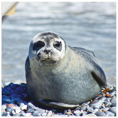 4059745008242 - Wandbild ARTLAND Robbe am Strand von Helgoland Bilder Gr B H 30 cm x 30 cm Wandaufkleber - Vinyl Wassertiere quadratisch 1 St beige (naturfarben) Bild Poster Bilder als Alubild Leinwandbild Wandaufkleber oder in versch Größen