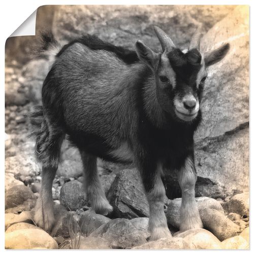 4059745461344 - Wandbild ARTLAND Zwergziegen Baby Kontakt Bilder Gr B H 40 cm x 40 cm Poster Haustiere quadratisch 1 St grau Bild Poster Bilder als Alubild Leinwandbild Wandaufkleber oder in versch Größen