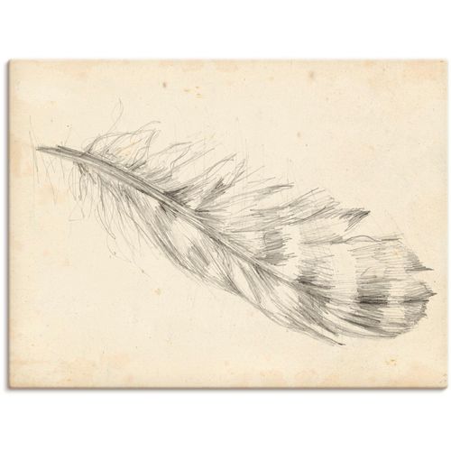 4058661366641 - Wandbild ARTLAND Federskizze II Bilder Gr B H 40 cm x 30 cm Leinwandbild Arrangements Querformat 1 St beige (naturfarben) Bild Metallbild Metallbilder Bilder als Alubild Leinwandbild Wandaufkleber oder Poster in versch Größen 4058661366641 - Wandbild ARTLAND Federskizze II Bilder Gr B H 40 cm x 30 cm Leinwandbild Arrangements Querformat 1 St beige (naturfarben) Bild Metallbild Metallbilder Bilder als Alubild Leinwandbild Wandaufkleber oder Poster in versch Größen