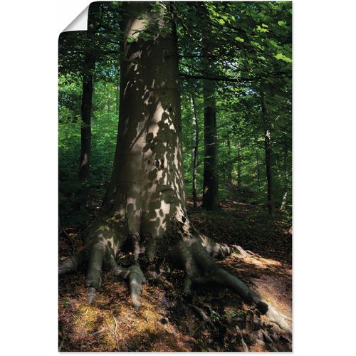 4062144680490 - Wandbild ARTLAND Waldimpression Bilder Gr B H 60 cm x 90 cm Poster Baumbilder Hochformat 1 St braun Kunstdrucke als Alubild Leinwandbild Wandaufkleber oder Poster in versch Größen