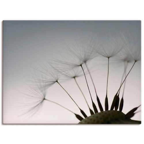 4055327238267 - Wandbild ARTLAND Pusteblumen-Samen I Bilder Gr B H 40 cm x 30 cm Leinwandbild Blumen Querformat 1 St grau Bild Metallbild Metallbilder Bilder als Alubild Leinwandbild Wandaufkleber oder Poster in versch Größen