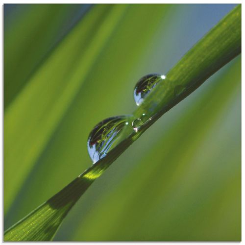 4055327868778 - Glasbild ARTLAND Wassertropfen auf Grashalm Bilder Gr B H 40 cm x 40 cm Glasbild Gräser quadratisch 1 St grün Bild Glasbild Glasbilder Bilder in verschiedenen Größen