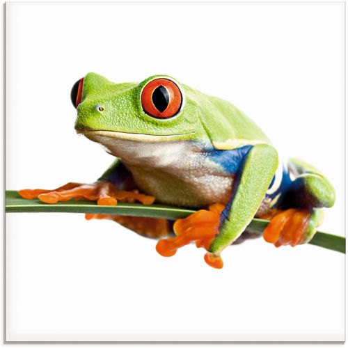 4058661604279 - Glasbild ARTLAND Frosch auf einem Blatt Bilder Gr B H 30 cm x 30 cm Wassertiere 1 St weiß Glasbilder Bilder in verschiedenen Größen 4058661604279 - Glasbild ARTLAND Frosch auf einem Blatt Bilder Gr B H 30 cm x 30 cm Wassertiere 1 St weiß Glasbilder Bilder in verschiedenen Größen