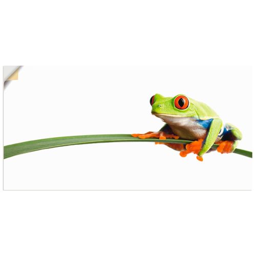 4057738295037 - Wandbild ARTLAND Frosch auf einem Blatt Bilder Gr B H 40 cm x 20 cm Wandaufkleber - Vinyl Wassertiere Querformat 1 St weiß Bild Metallbild Metallbilder Bilder als Alubild Leinwandbild Wandaufkleber oder Poster in versch Größen 4057738295037 - Wandbild ARTLAND Frosch auf einem Blatt Bilder Gr B H 40 cm x 20 cm Wandaufkleber - Vinyl Wassertiere Querformat 1 St weiß Bild Metallbild Metallbilder Bilder als Alubild Leinwandbild Wandaufkleber oder Poster in versch Größen