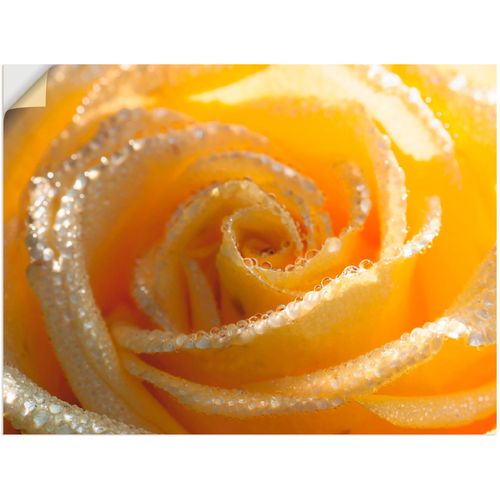 4062144301470 - Wandbild ARTLAND Gelbe Rose Makro Bilder Gr B H 80 cm x 60 cm Wandaufkleber - Vinyl Blumen 1 St gelb Bild Kunstdruck Kunstdrucke Bilder als Leinwandbild Wandaufkleber oder Poster in versch Größen
