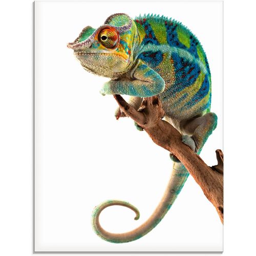 4058661060723 - Glasbild ARTLAND Ambanja Panther Chamäleon Bilder Gr B H 45 cm x 60 cm Glasbild Reptilien 1 St weiß Glasbilder in verschiedenen Größen 4058661060723 - Glasbild ARTLAND Ambanja Panther Chamäleon Bilder Gr B H 45 cm x 60 cm Glasbild Reptilien 1 St weiß Glasbilder in verschiedenen Größen