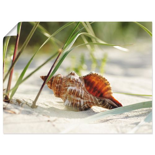 4055327705554 - Wandbild ARTLAND Große Muschel am Strand Bilder Gr B H 60 cm x 45 cm Poster Wassertiere Querformat 1 St beige (naturfarben) Bild Leinwandbild Kunstdrucke Bilder als Leinwandbild Wandaufkleber oder Poster in versch Größen