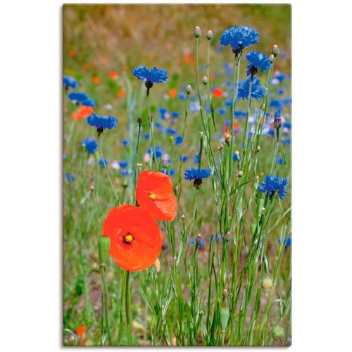4059745205689 - Wandbild ARTLAND Wiese mit Mohnblumen und Kornblumen Bilder Gr B H 20 cm x 30 cm Leinwandbild Blumen 1 St bunt Bild Kunstdruck Poster Bilder als Alubild Leinwandbild Wandaufkleber oder in versch Größen