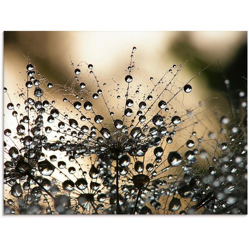 4058661083784 - Glasbild ARTLAND Nasser Löwenzahn Bilder Gr B H 80 cm x 60 cm Glasbild Blumen 1 St schwarz Glasbilder in verschiedenen Größen 4058661083784 - Glasbild ARTLAND Nasser Löwenzahn Bilder Gr B H 80 cm x 60 cm Glasbild Blumen 1 St schwarz Glasbilder in verschiedenen Größen