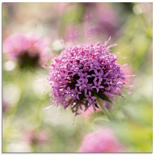 4055327940320 - Glasbild ARTLAND Lila Blüte im Gegenlicht Bilder Gr B H 40 cm x 40 cm Glasbild Blumen quadratisch 1 St grün Bild Glasbild Glasbilder Bilder in verschiedenen Größen