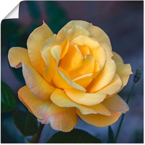 4062144097977 - Wandbild ARTLAND Gelbe Rose Bilder Gr B H 40 cm x 40 cm Poster Blumen 1 St gelb Bild Kunstdruck Metallbild Metallbilder Bilder als Alubild Leinwandbild Wandaufkleber oder Poster in versch Größen