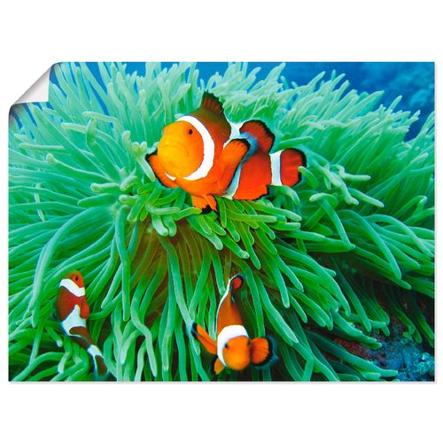 4062144535769 - Wandbild ARTLAND Finde Nemo Bilder Gr B H 60 cm x 45 cm Poster Wassertiere Querformat 1 St blau Bild Poster Bilder als Alubild Leinwandbild Wandaufkleber oder in versch Größen