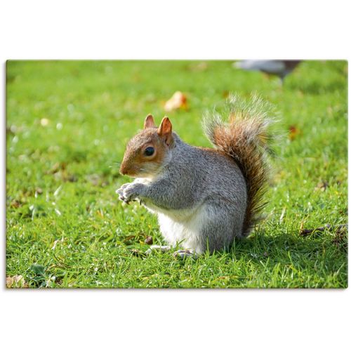 4062144618585 - Wandbild ARTLAND Graues Eichhörnchen Bilder Gr B H 30 cm x 20 cm Leinwandbild Wildtiere Querformat 1 St grün Kunstdrucke als Alubild Leinwandbild Wandaufkleber oder Poster in versch Größen