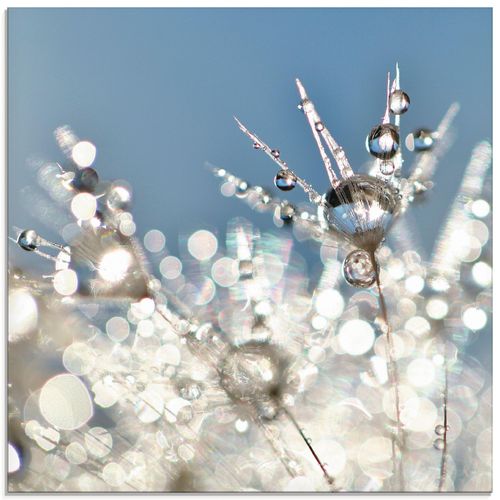 4058661087935 - Glasbild ARTLAND Pusteblume Tropfen abstrakt Bilder Gr B H 40 cm x 40 cm Glasbild Blumen quadratisch 1 St blau Bild Glasbild Glasbilder Bilder in verschiedenen Größen